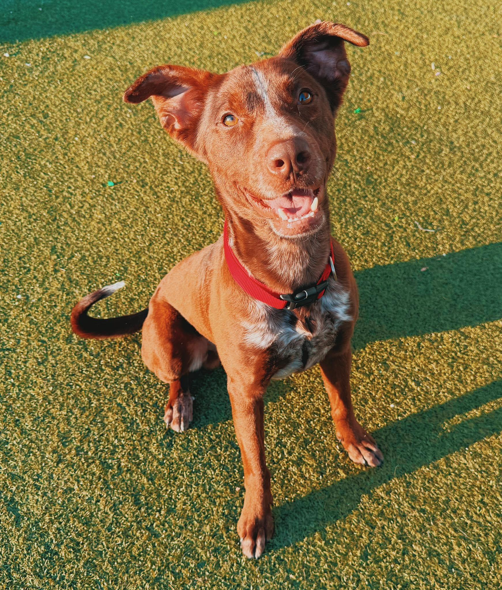 Charlie, a ADOPTABLE mixed breed in Hays, KS image 2/4