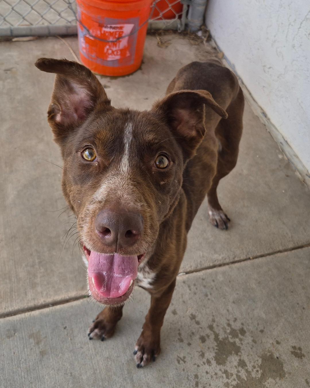 Charlie, a ADOPTABLE mixed breed in Hays, KS image 2/6
