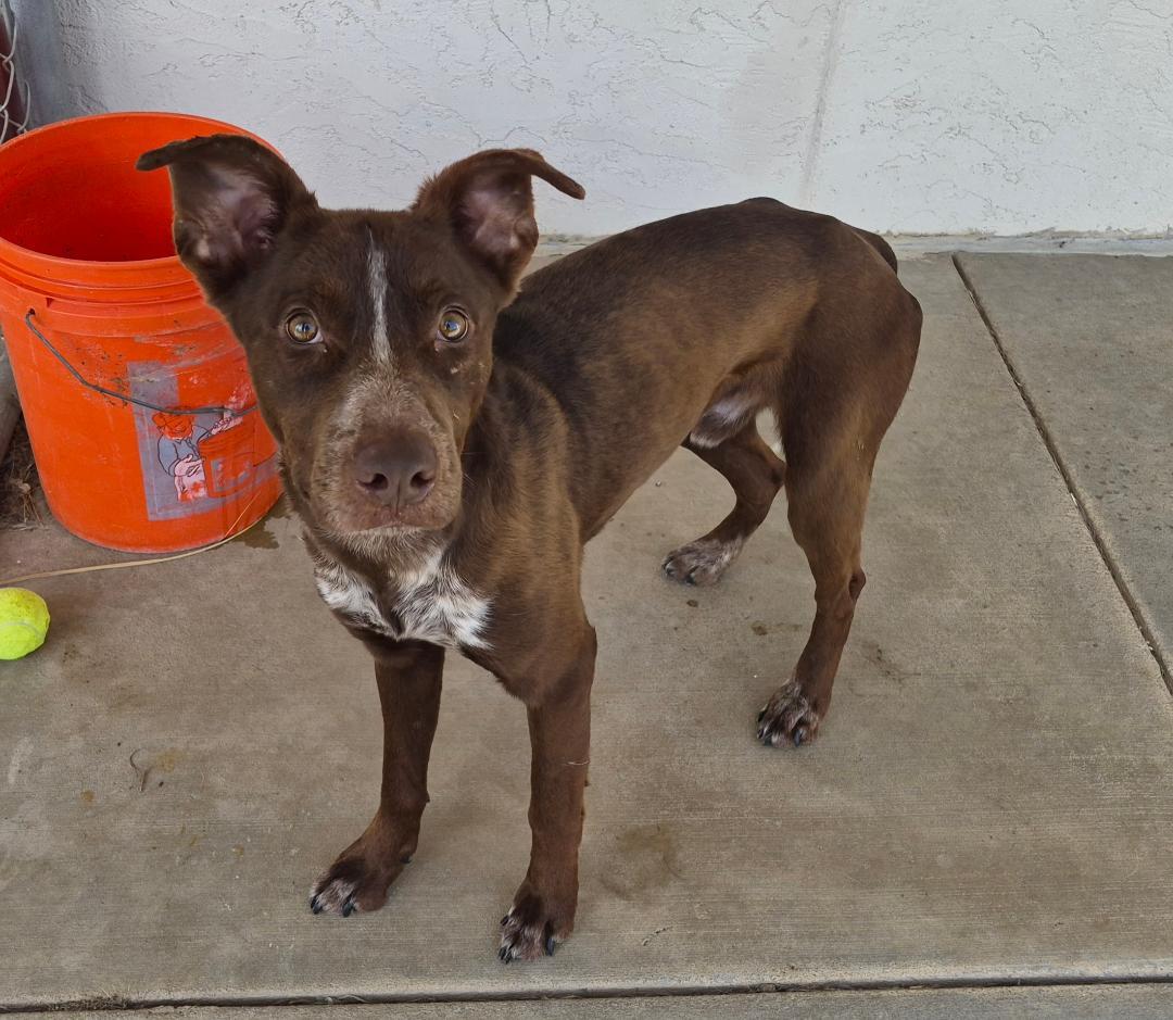 Charlie, a ADOPTABLE mixed breed in Hays, KS image 4/6