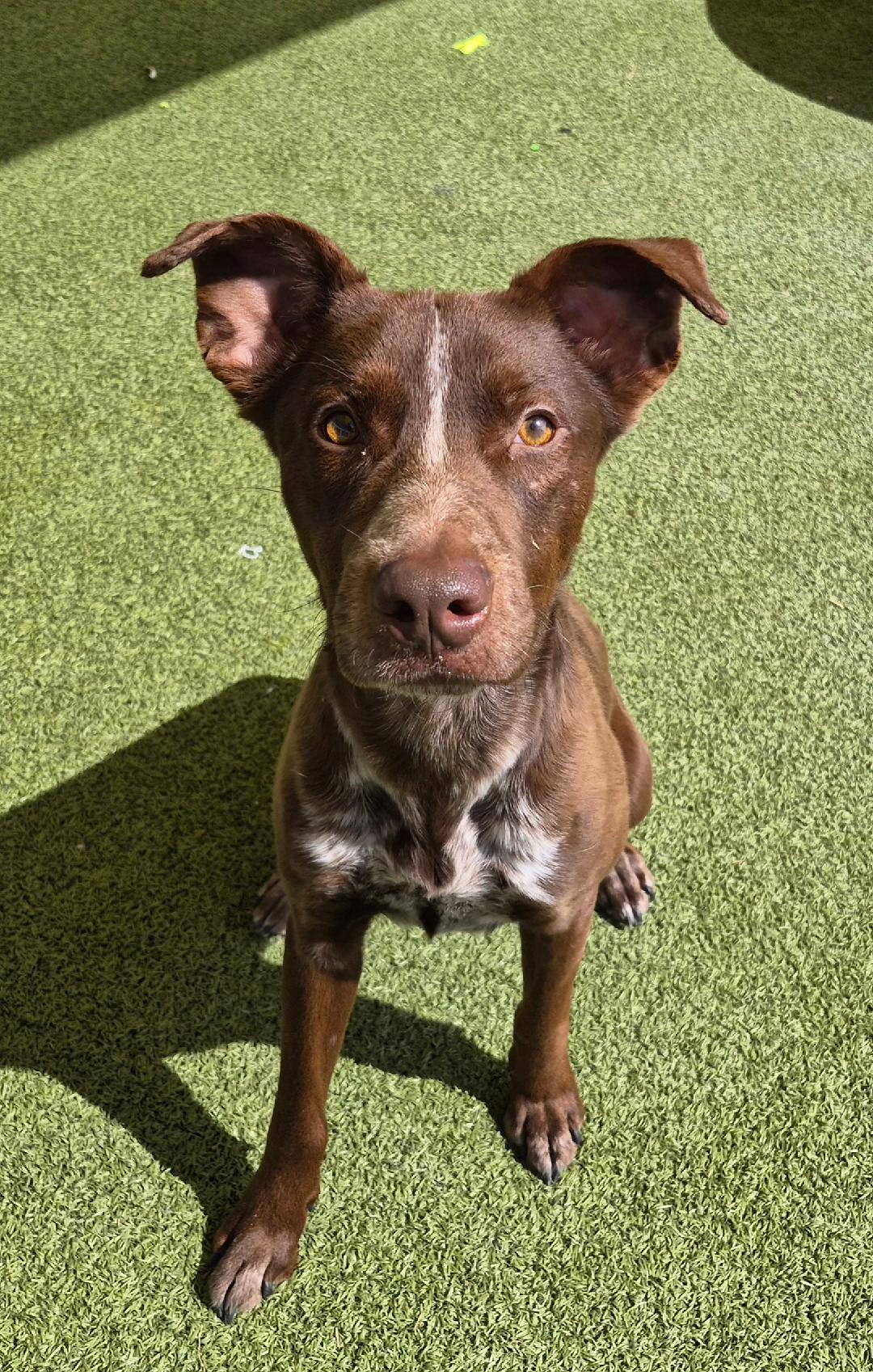 Charlie, a ADOPTABLE mixed breed in Hays, KS image 1/6