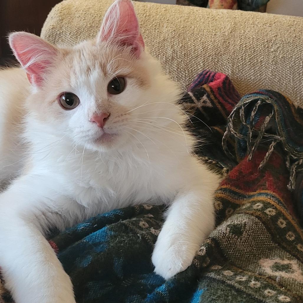 Enlarge Fraggle in Baltimore, MD  *Adoption Pending*, a Adoptable Domestic Long Hair in Alexandria, VA image 1/4