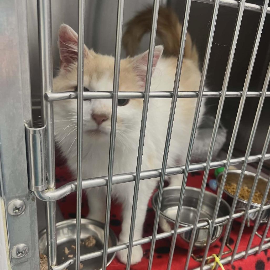 Enlarge Fraggle in Baltimore, MD  *Adoption Pending*, a Adoptable Domestic Long Hair in Alexandria, VA image 4/4