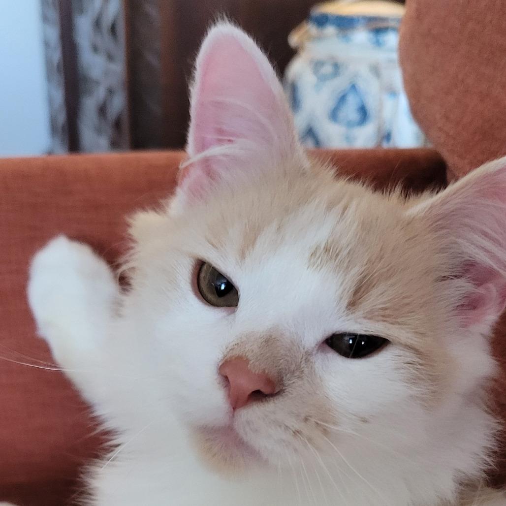 Enlarge Fraggle in Baltimore, MD  *Adoption Pending*, a Adoptable Domestic Long Hair in Alexandria, VA image 2/4