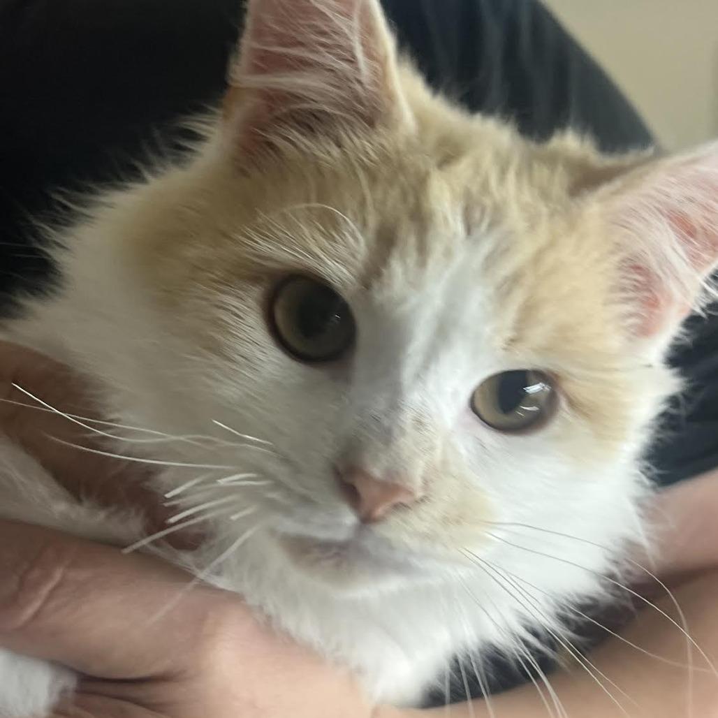 Enlarge Fraggle in Baltimore, MD  *Adoption Pending*, a Adoptable Domestic Long Hair in Alexandria, VA image 3/4