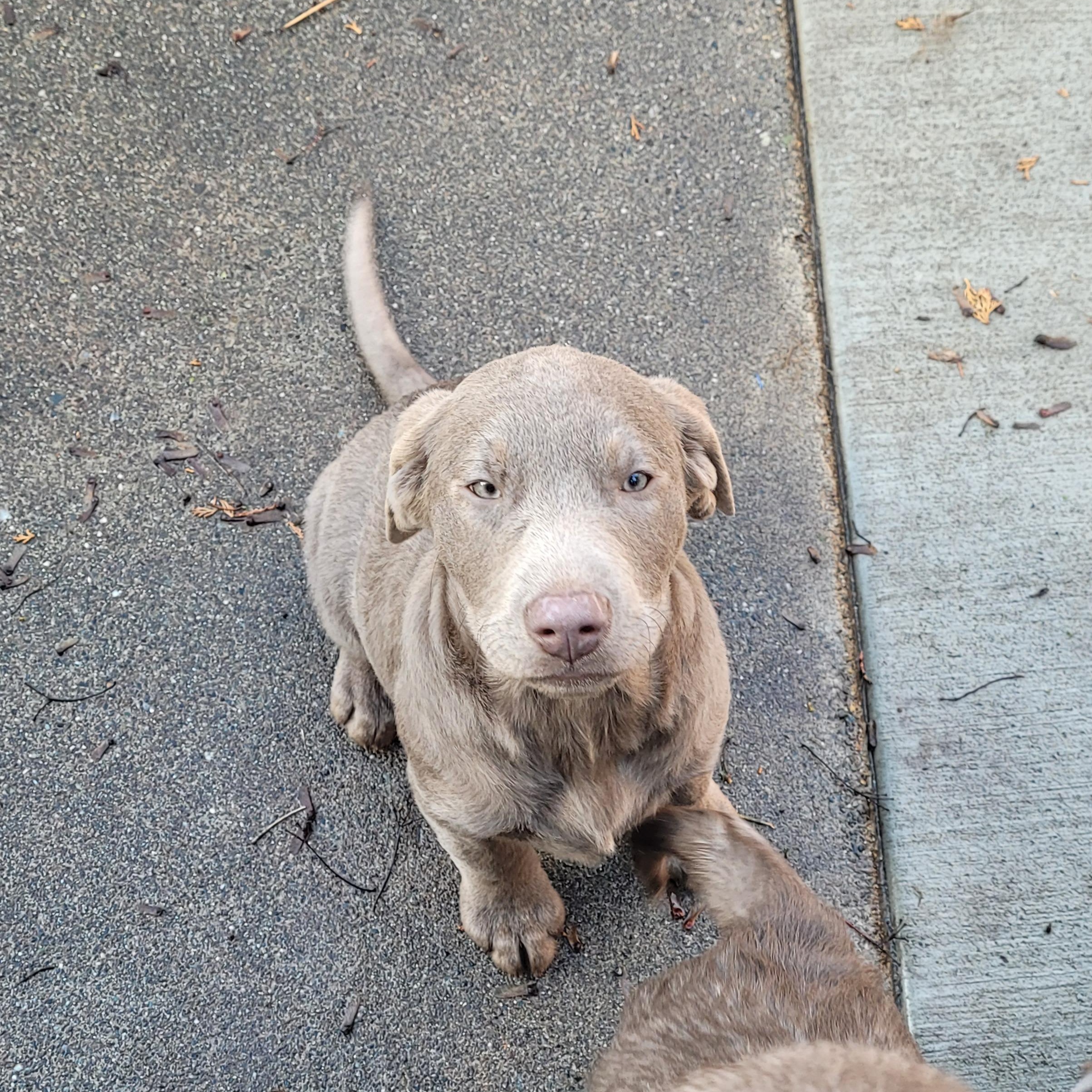 Enlarge Patty, an adopted Labrador Retriever in Sequim, WA image 4/4