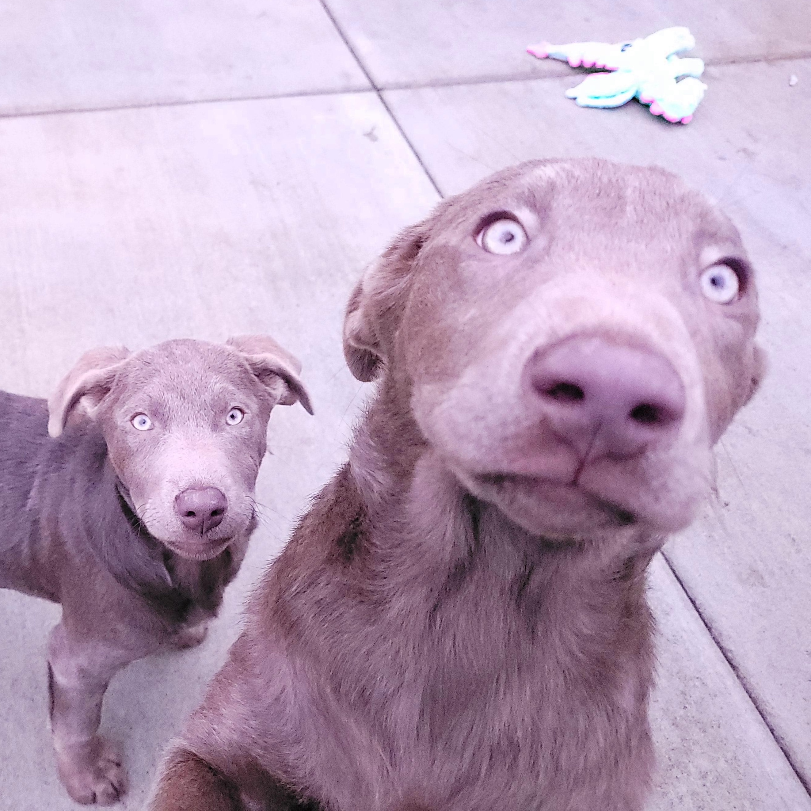 Enlarge Patty, an adopted Labrador Retriever in Sequim, WA image 2/4