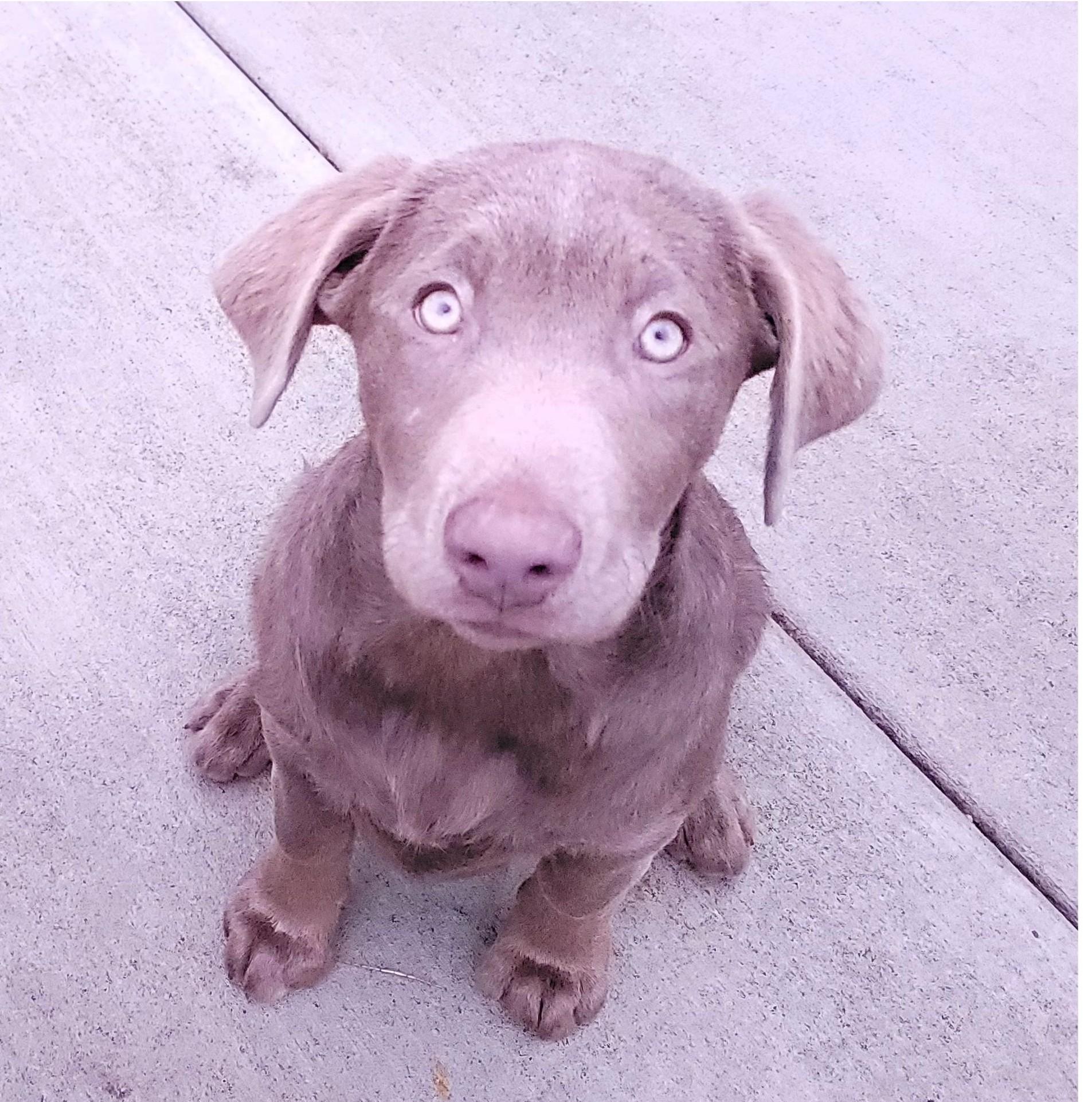 Enlarge Patty, an adopted Labrador Retriever in Sequim, WA image 1/4