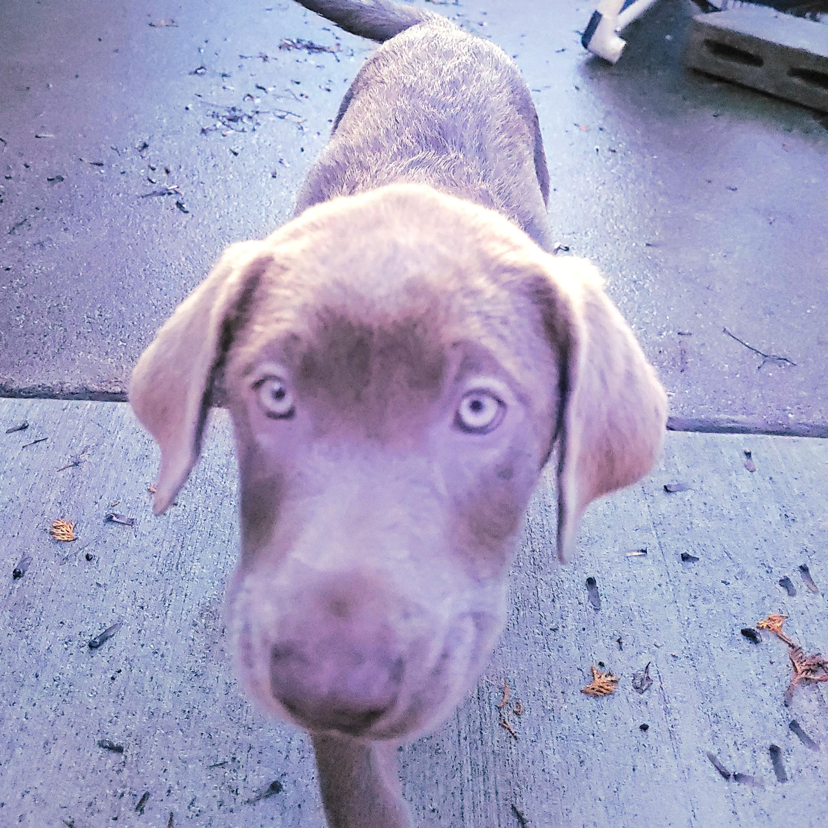 Enlarge Patty, an adopted Labrador Retriever in Sequim, WA image 3/4