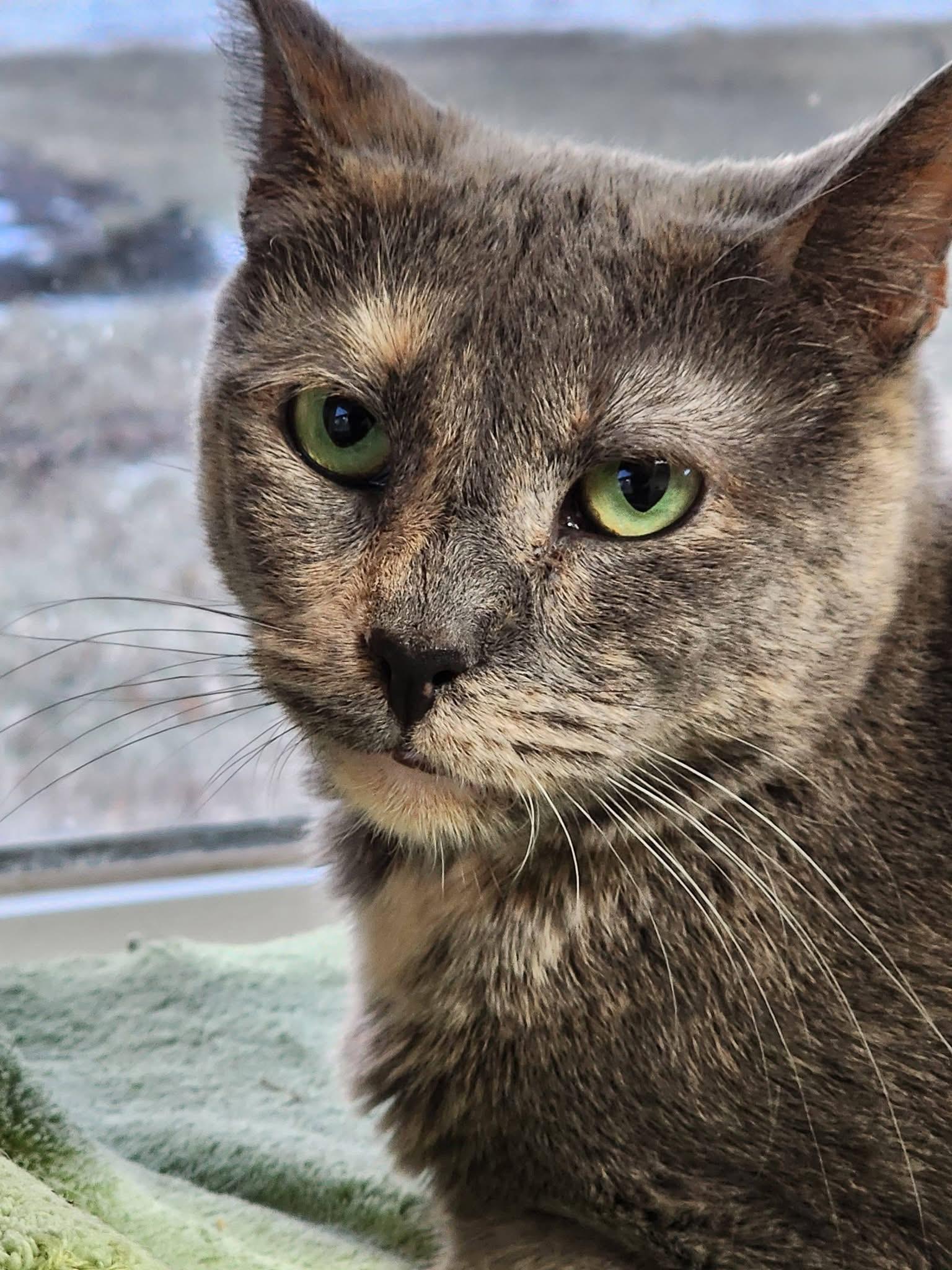 Enlarge Heather , a Adoptable Domestic Short Hair in Breinigsville, PA image 2/3