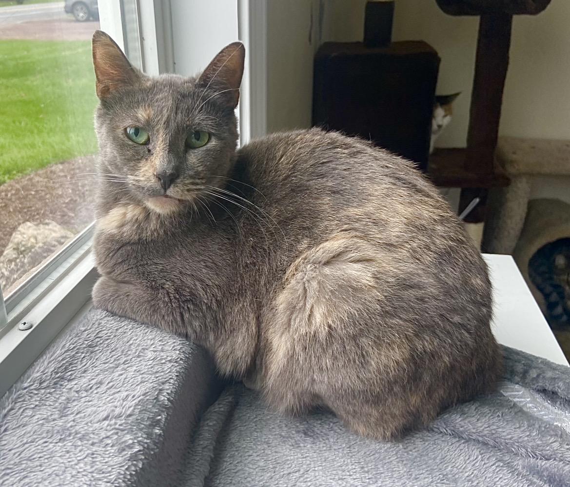 Enlarge Heather , a Adoptable Domestic Short Hair in Breinigsville, PA image 1/3