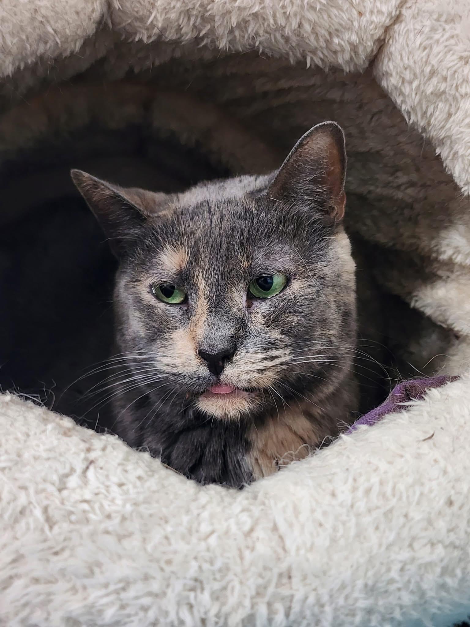 Enlarge Heather , a Adoptable Domestic Short Hair in Breinigsville, PA image 3/3