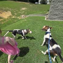 Enlarge Luke, a Adoptable Treeing Walker Coonhound in Sweetwater, TN image 3/3