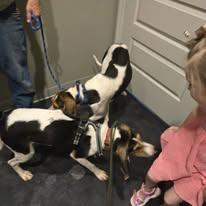 Enlarge Luke, a Adoptable Treeing Walker Coonhound in Sweetwater, TN image 2/3
