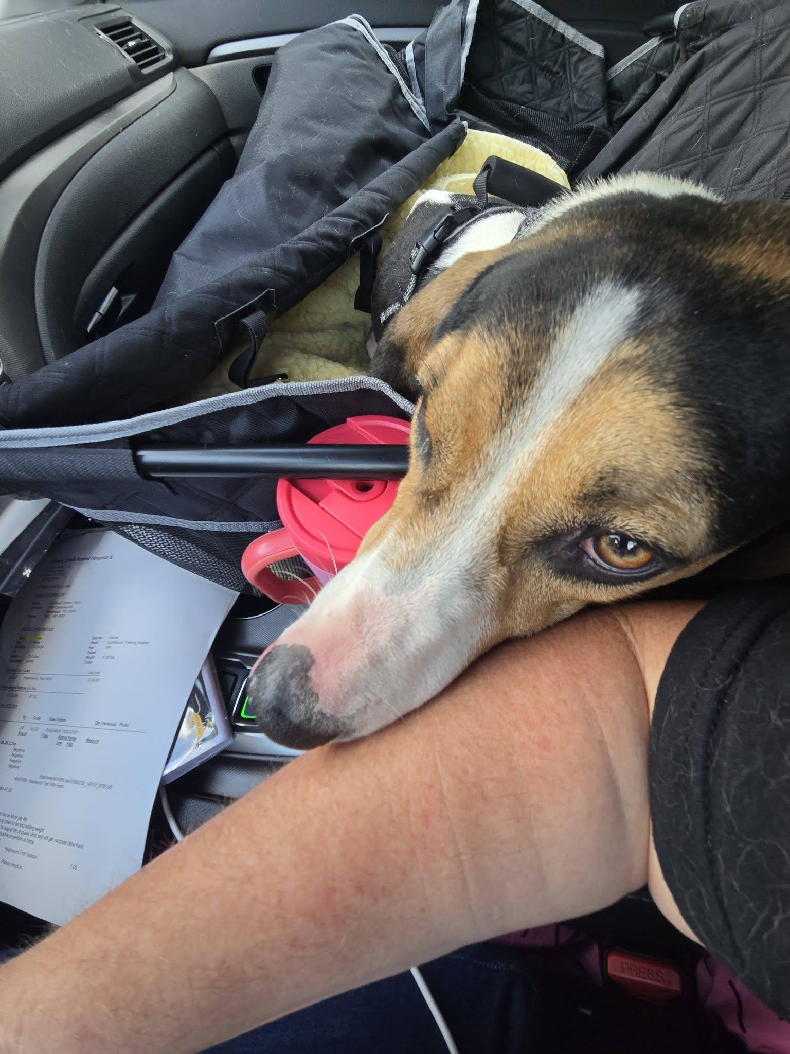 Luke, Adoptable, Young Male Treeing Walker Coonhound.