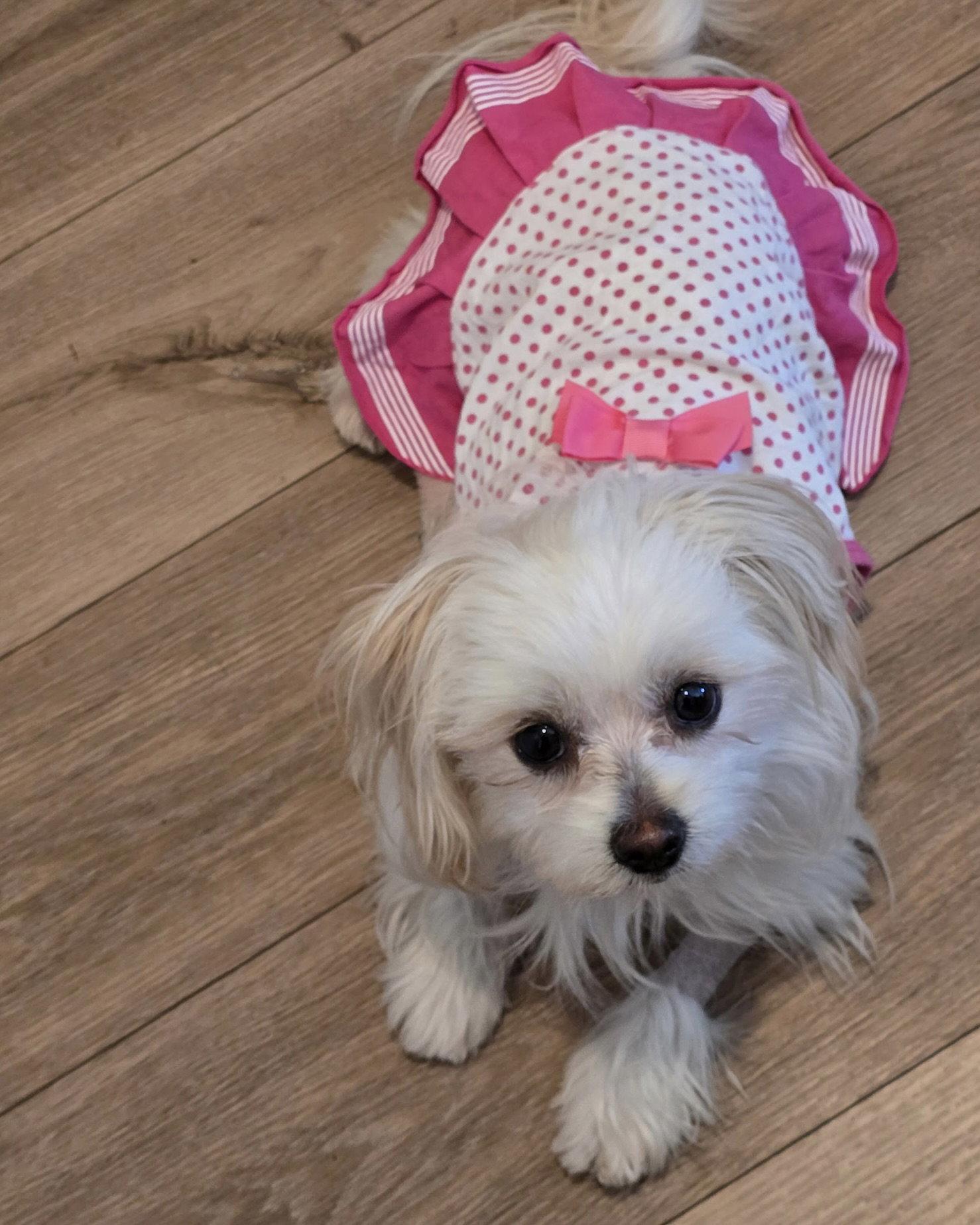 Bitsy, Adopted, Young Female Maltese & Shih Tzu.