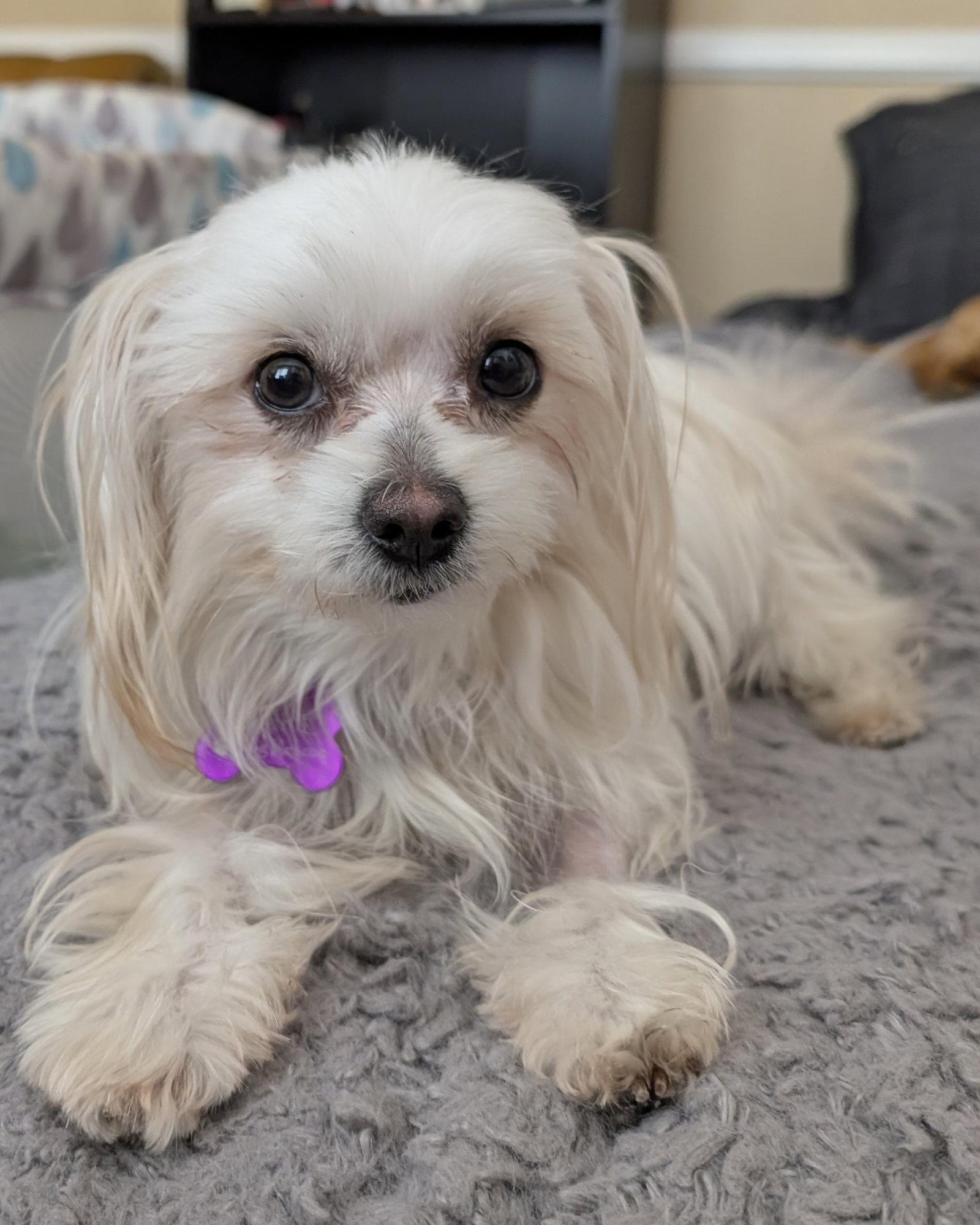 Enlarge Bitsy, a Adopted mixed breed in Corona, CA image 2/3
