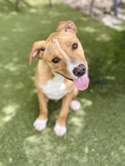 Micah, a Adoptable mixed breed in Picayune, MS image 1/3