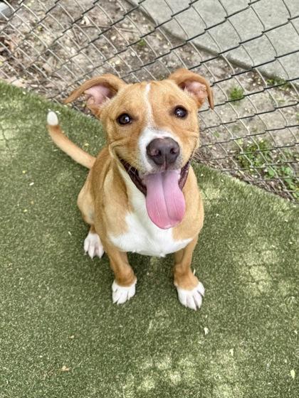 Micah, a Adoptable mixed breed in Picayune, MS image 2/3