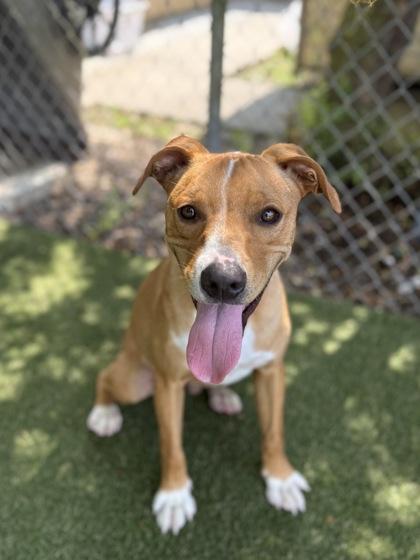Enlarge Micah, a Adoptable mixed breed in Picayune, MS image 1/3