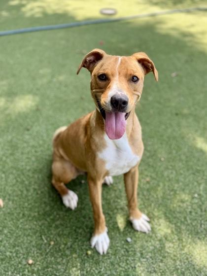 Enlarge Micah, a Adoptable mixed breed in Picayune, MS image 2/3
