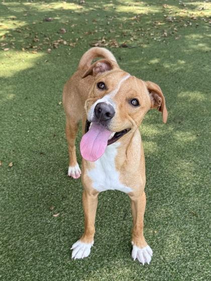 Enlarge Micah, a Adoptable mixed breed in Picayune, MS image 3/3