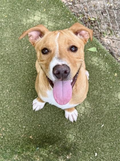 Micah, a Adoptable mixed breed in Picayune, MS image 3/3