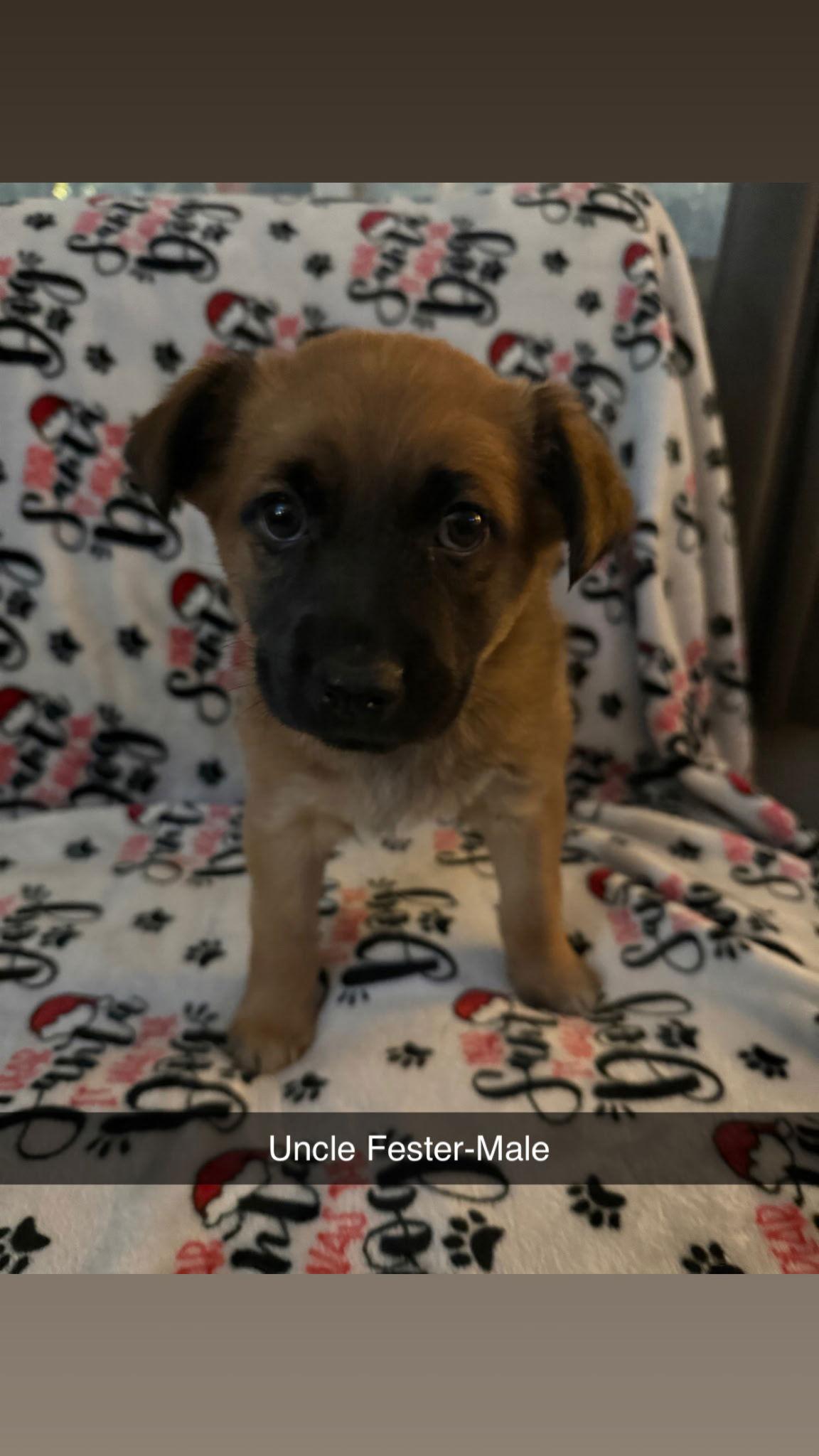 Enlarge Uncle Fester, a Adoptable mixed breed in Hillside, IL image 1/3