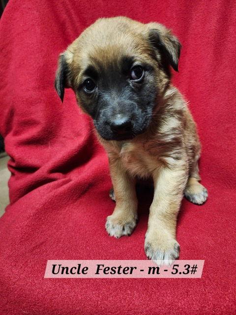 Enlarge Uncle Fester, a Adoptable mixed breed in Hillside, IL image 2/3