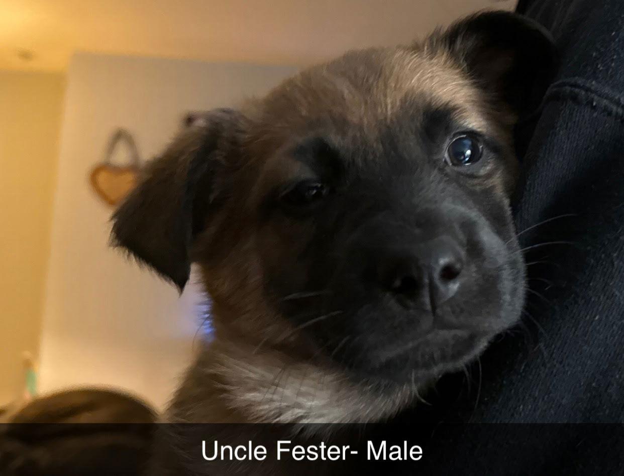 Enlarge Uncle Fester, a Adoptable mixed breed in Hillside, IL image 3/3