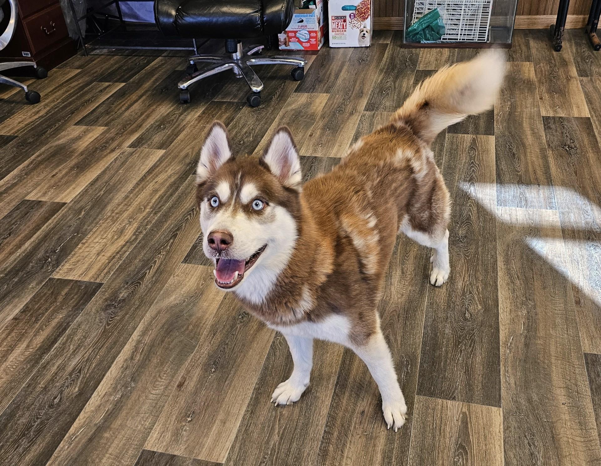 Neil, a ADOPTABLE Siberian Husky in Bay City, MI image 2/3