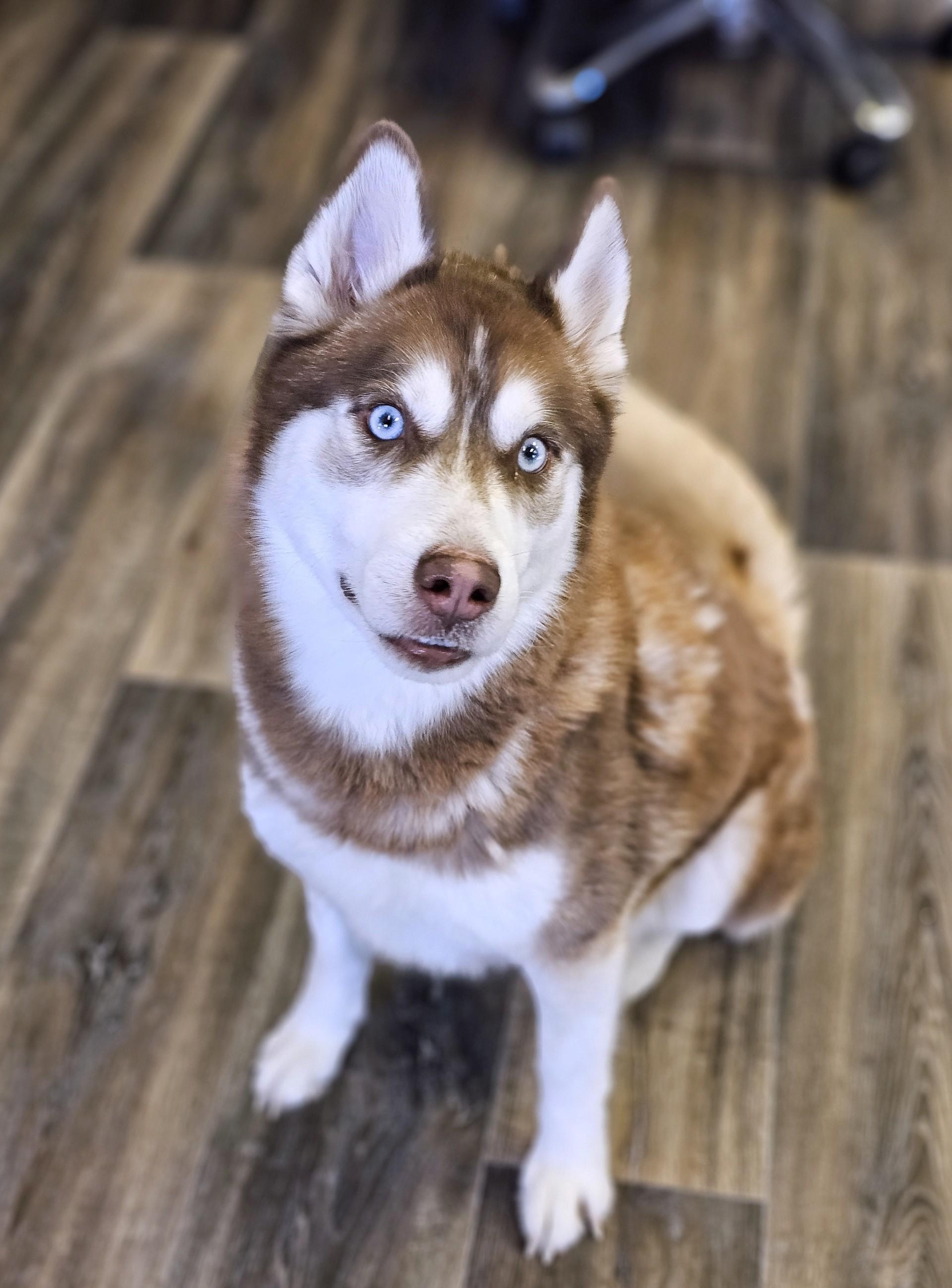 Neil, ADOPTABLE, Adult Male Siberian Husky.