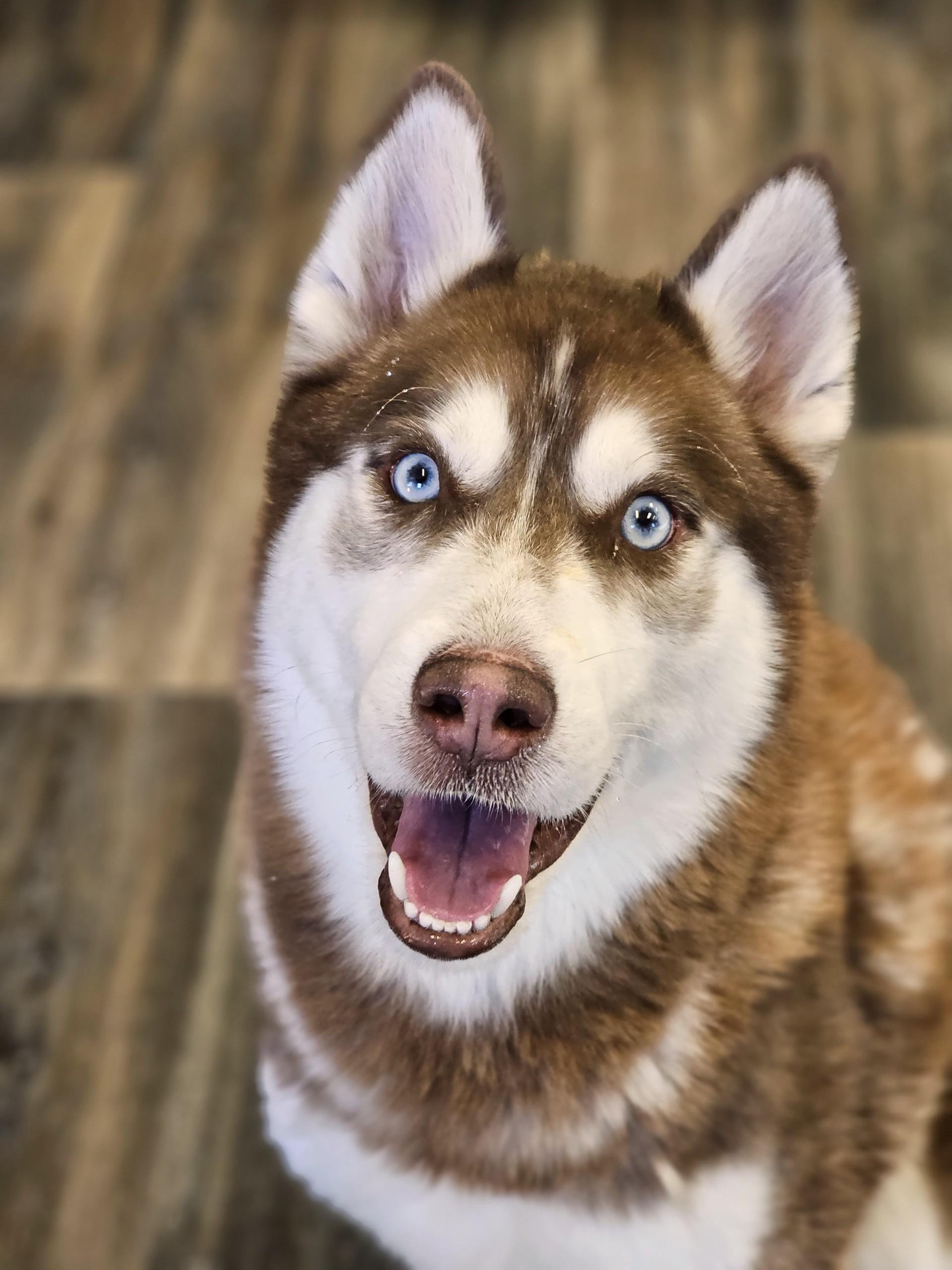 Neil, a ADOPTABLE Siberian Husky in Bay City, MI image 3/3