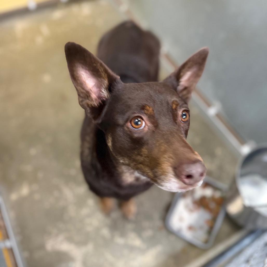 Sarge, Adoptable, Adult Male Mixed Breed.