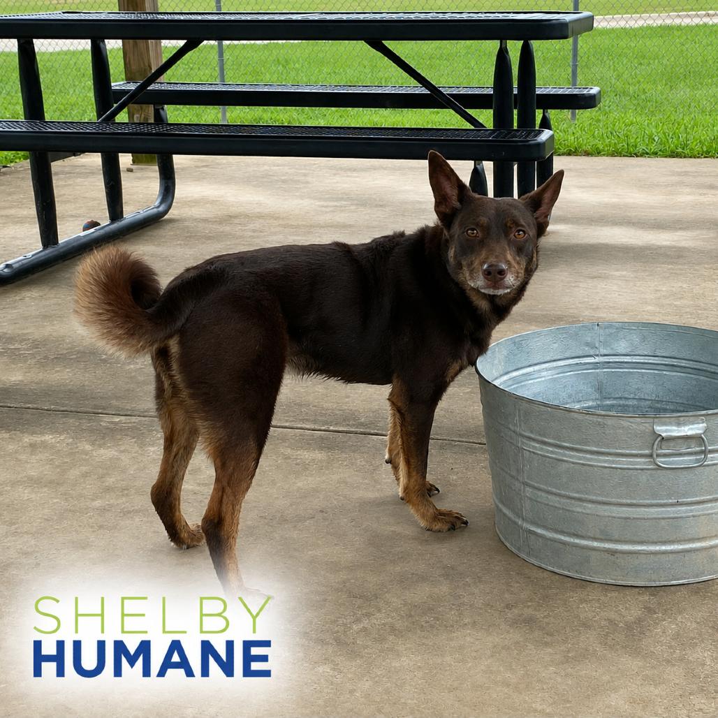 Sarge, a Adoptable Mixed Breed in Columbiana, AL image 2/6