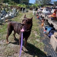 Sarge, a Adoptable Mixed Breed in Columbiana, AL image 3/6