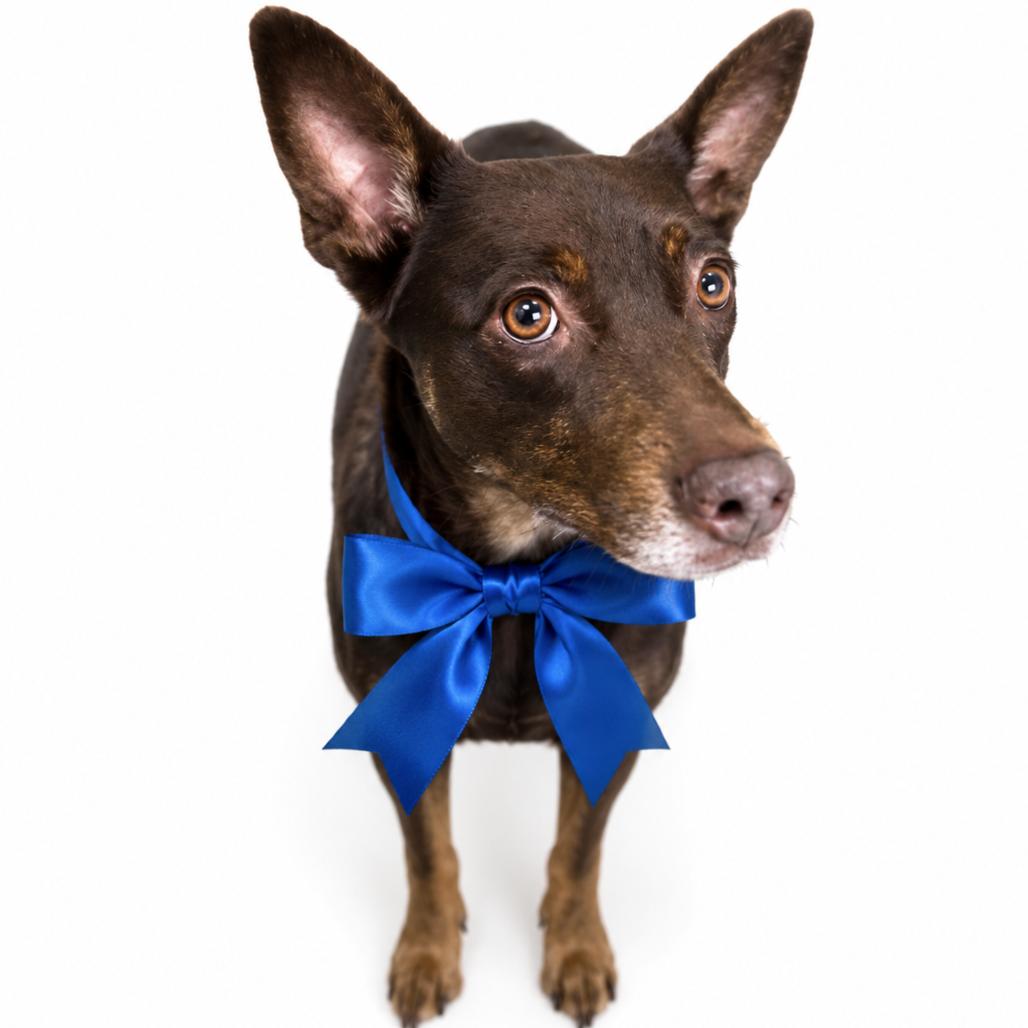 Sarge, a Adoptable Mixed Breed in Columbiana, AL image 4/6