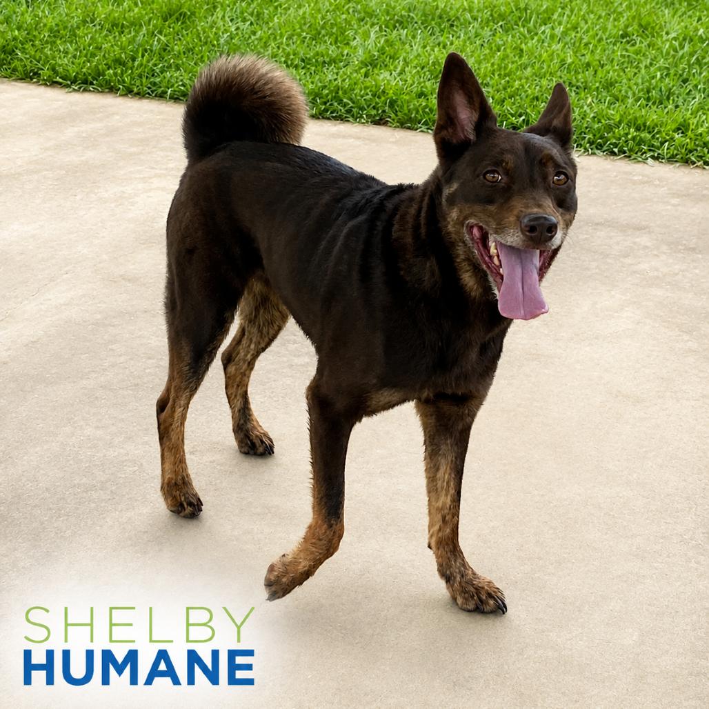 Sarge, a Adoptable Mixed Breed in Columbiana, AL image 5/6