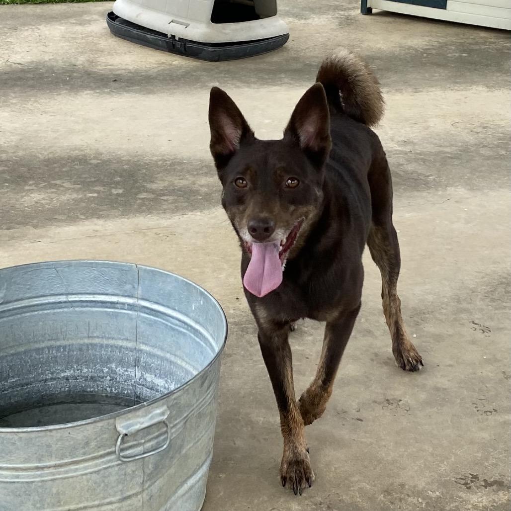 Sarge, a Adoptable Mixed Breed in Columbiana, AL image 6/6