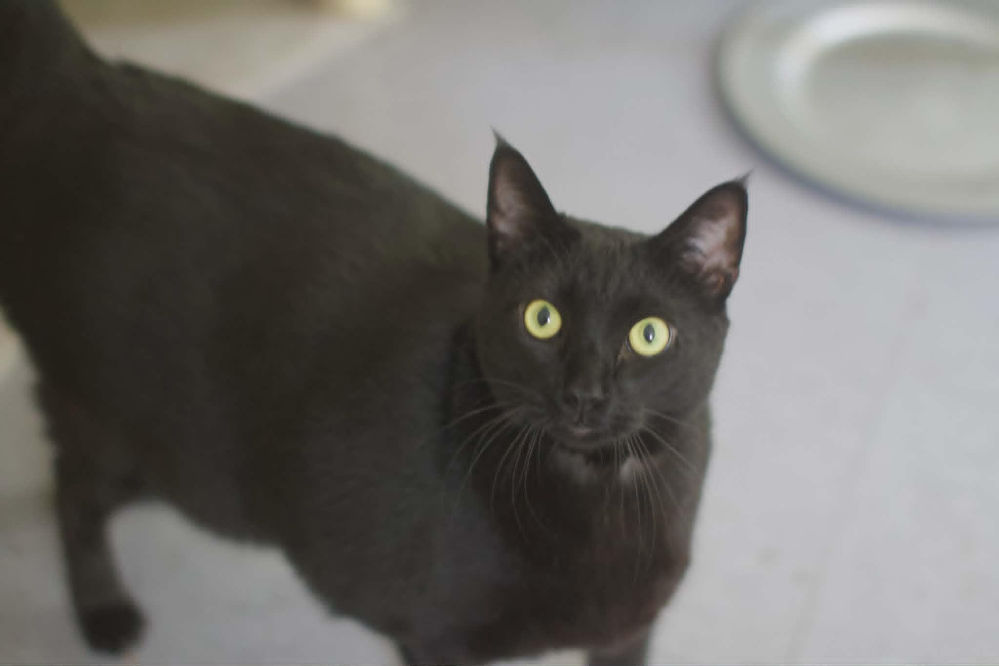 Meatloaf, a ADOPTABLE Domestic Short Hair in Umatilla, FL image 5/5