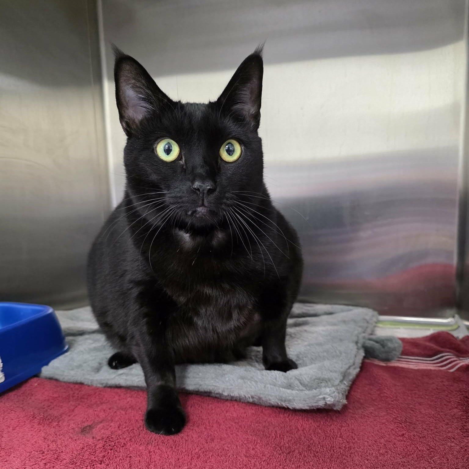 Meatloaf, a ADOPTABLE Domestic Short Hair in Umatilla, FL image 2/5