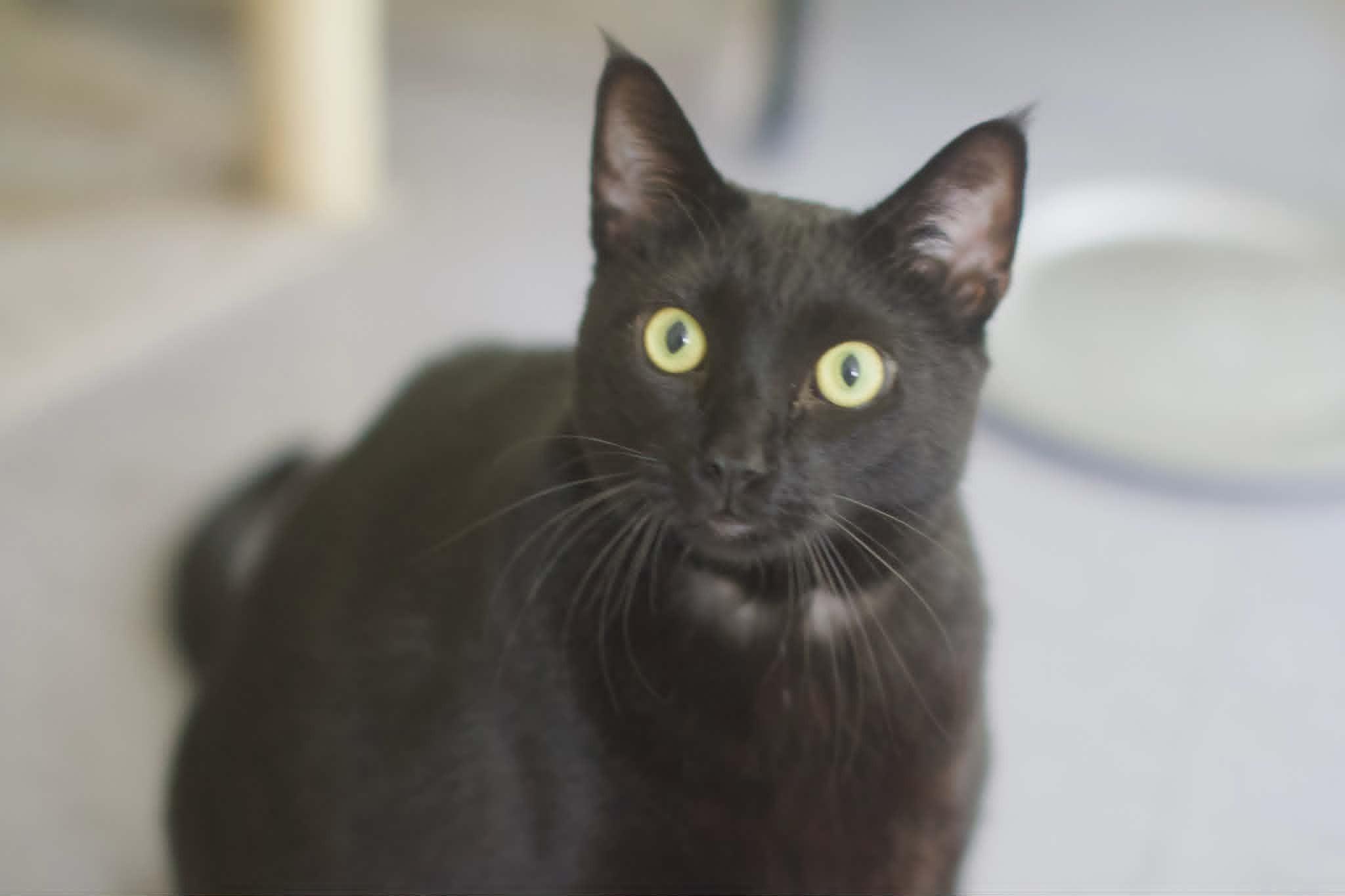 Meatloaf, ADOPTABLE, Adult Male Domestic Short Hair.