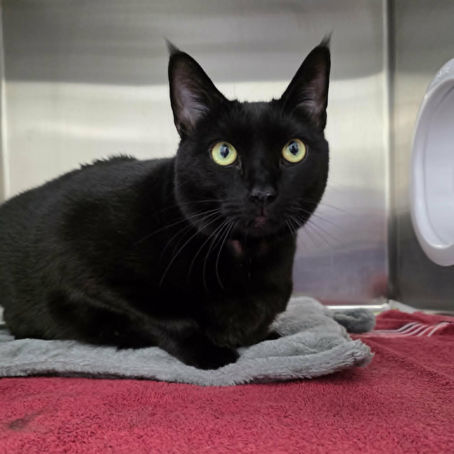 Meatloaf, a ADOPTABLE Domestic Short Hair in Umatilla, FL image 4/5