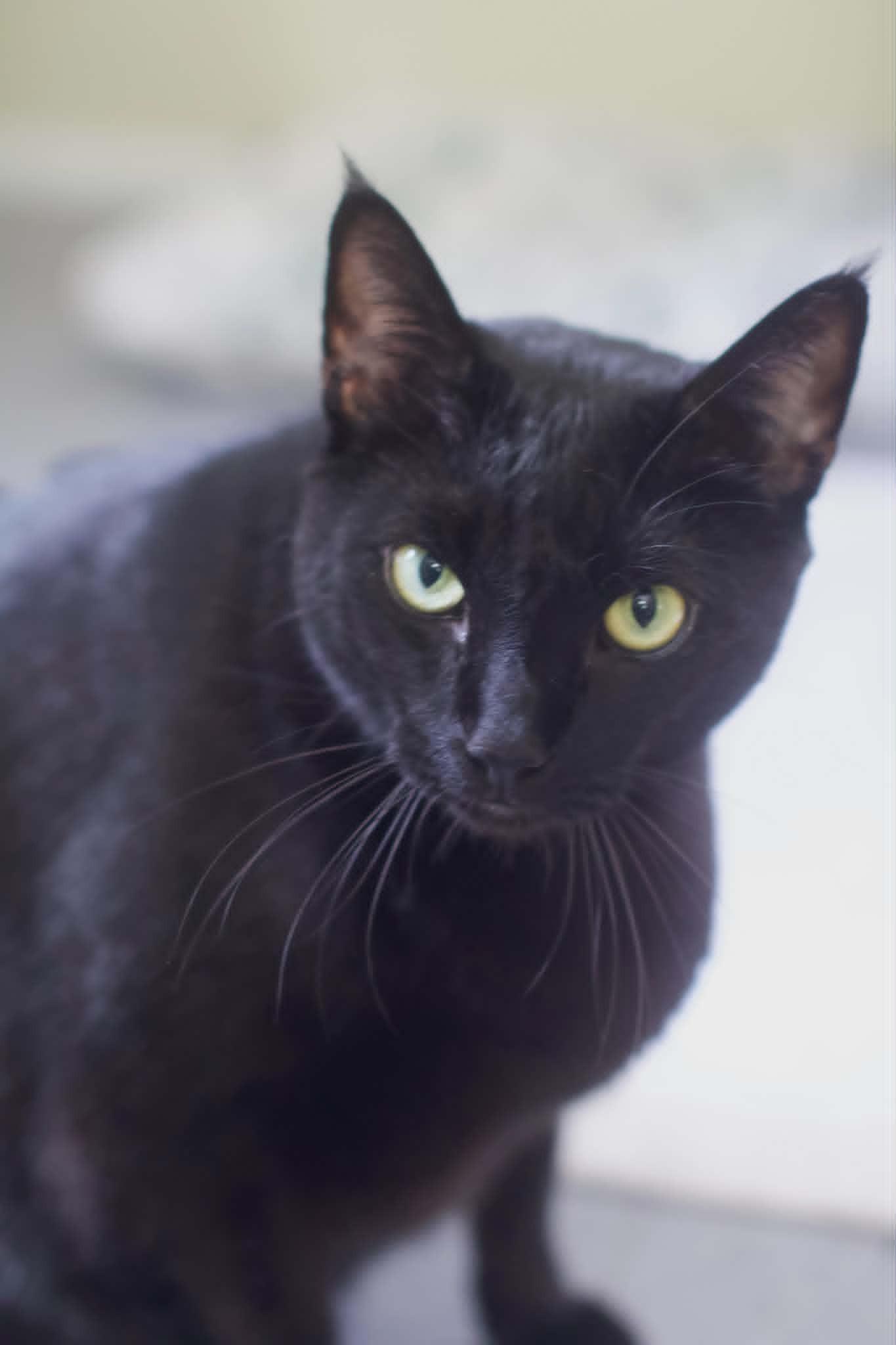 Meatloaf, a ADOPTABLE Domestic Short Hair in Umatilla, FL image 3/5