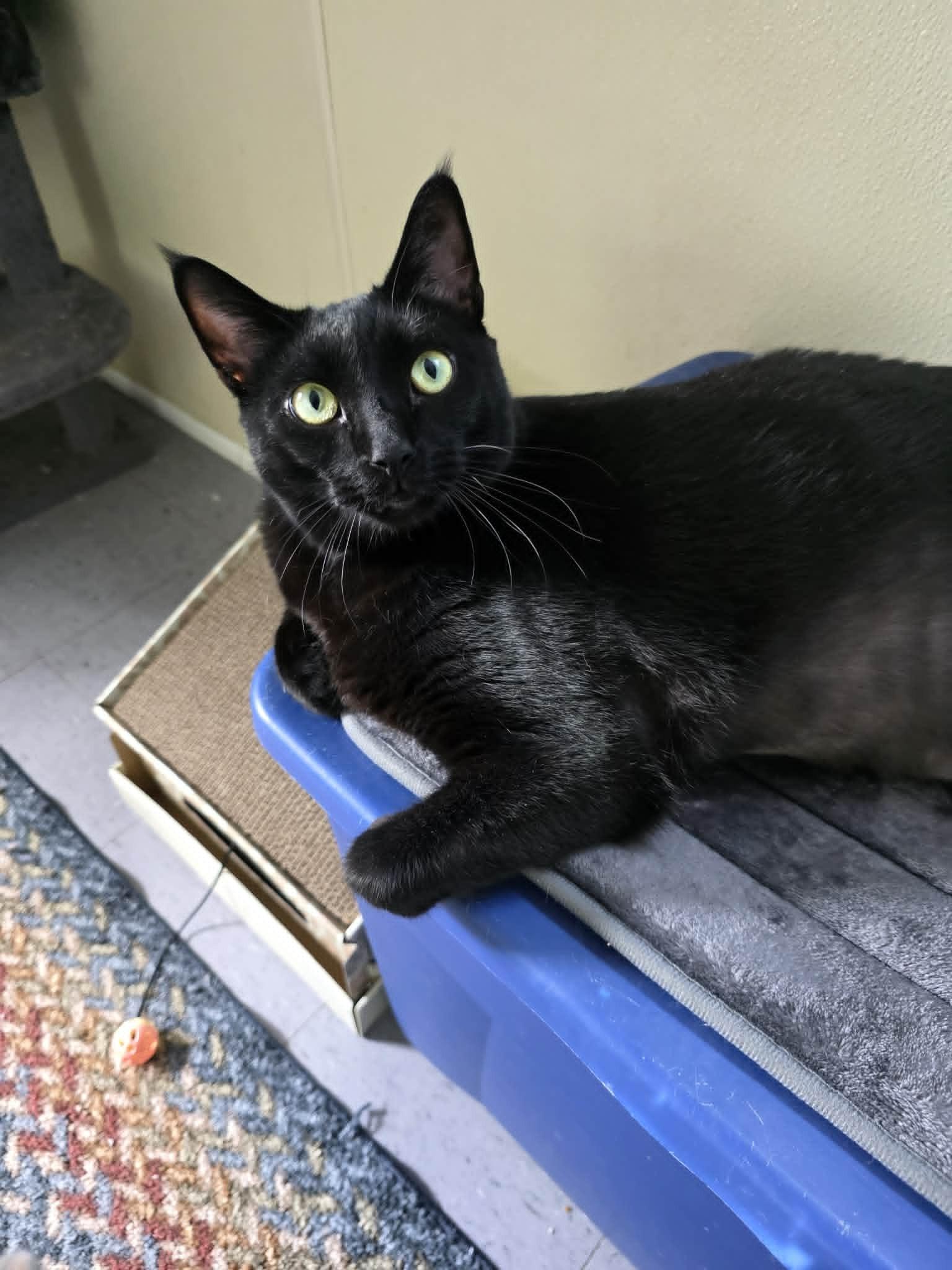Meatloaf, ADOPTABLE, Adult Male Domestic Short Hair.