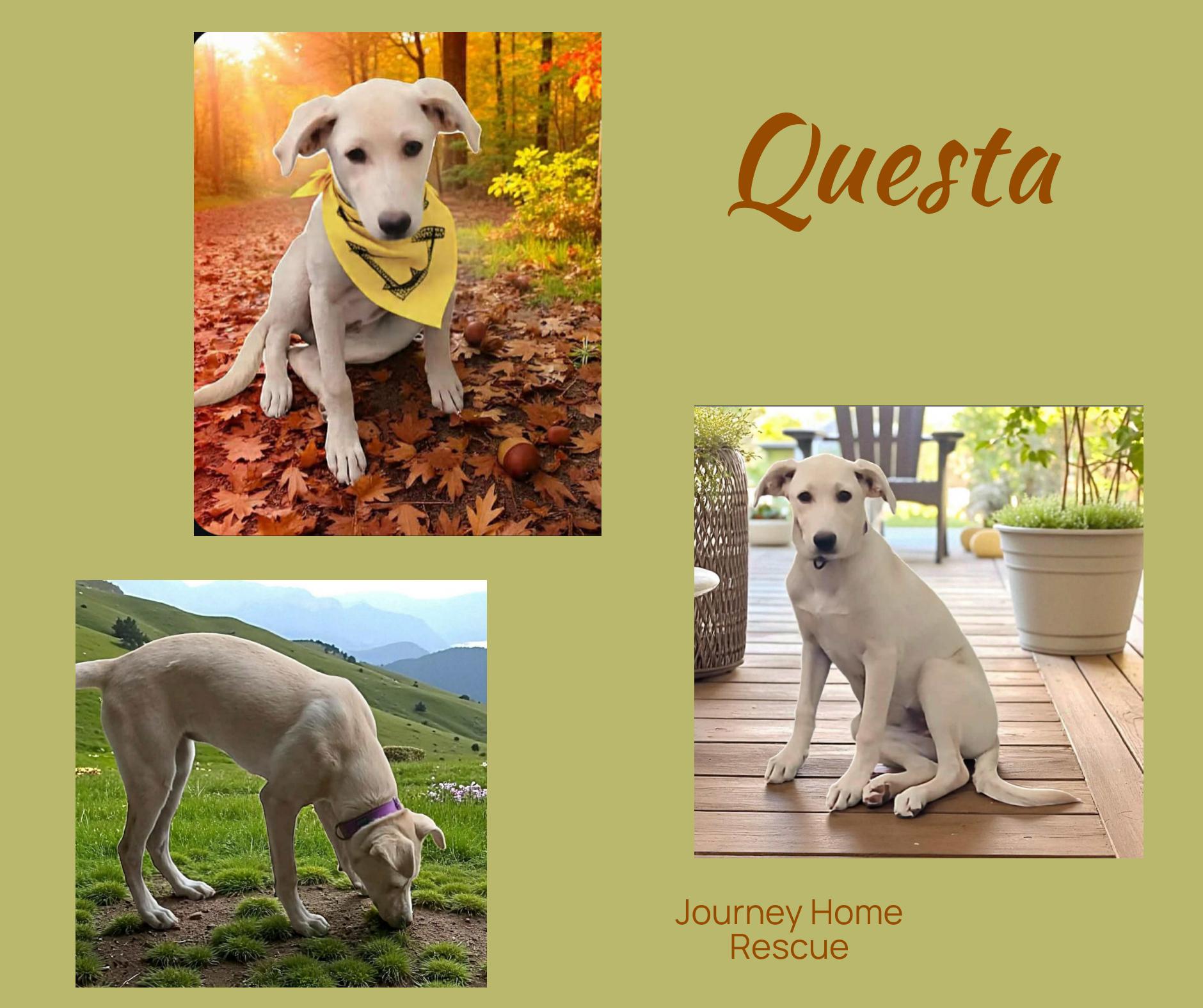 Questa, a Adoptable Labrador Retriever in East Wenatchee, WA image 2/2