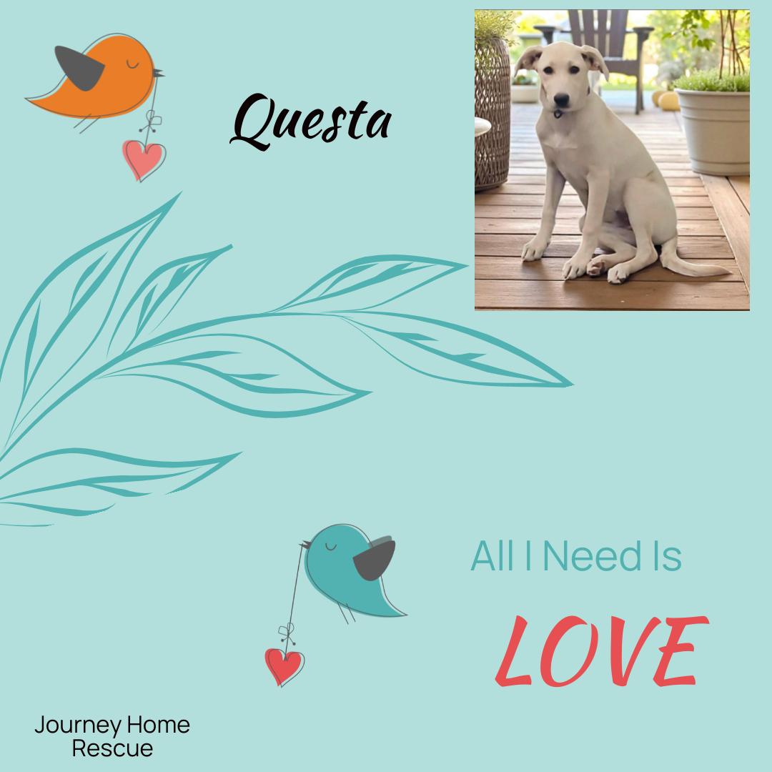 Questa, a Adoptable Labrador Retriever in East Wenatchee, WA image 2/2