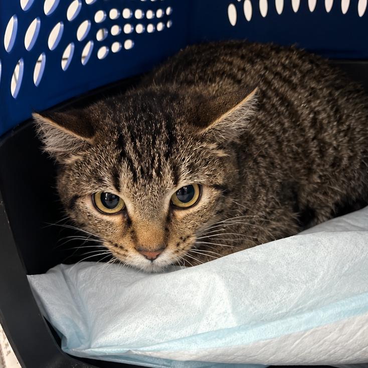 Gravel Fairy, Adoptable, Adult Female Domestic Short Hair.