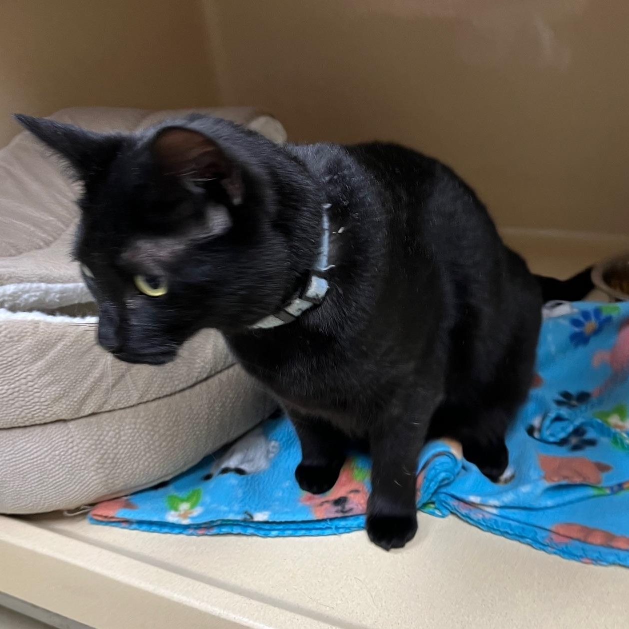 Betty Boop thumbnail 2