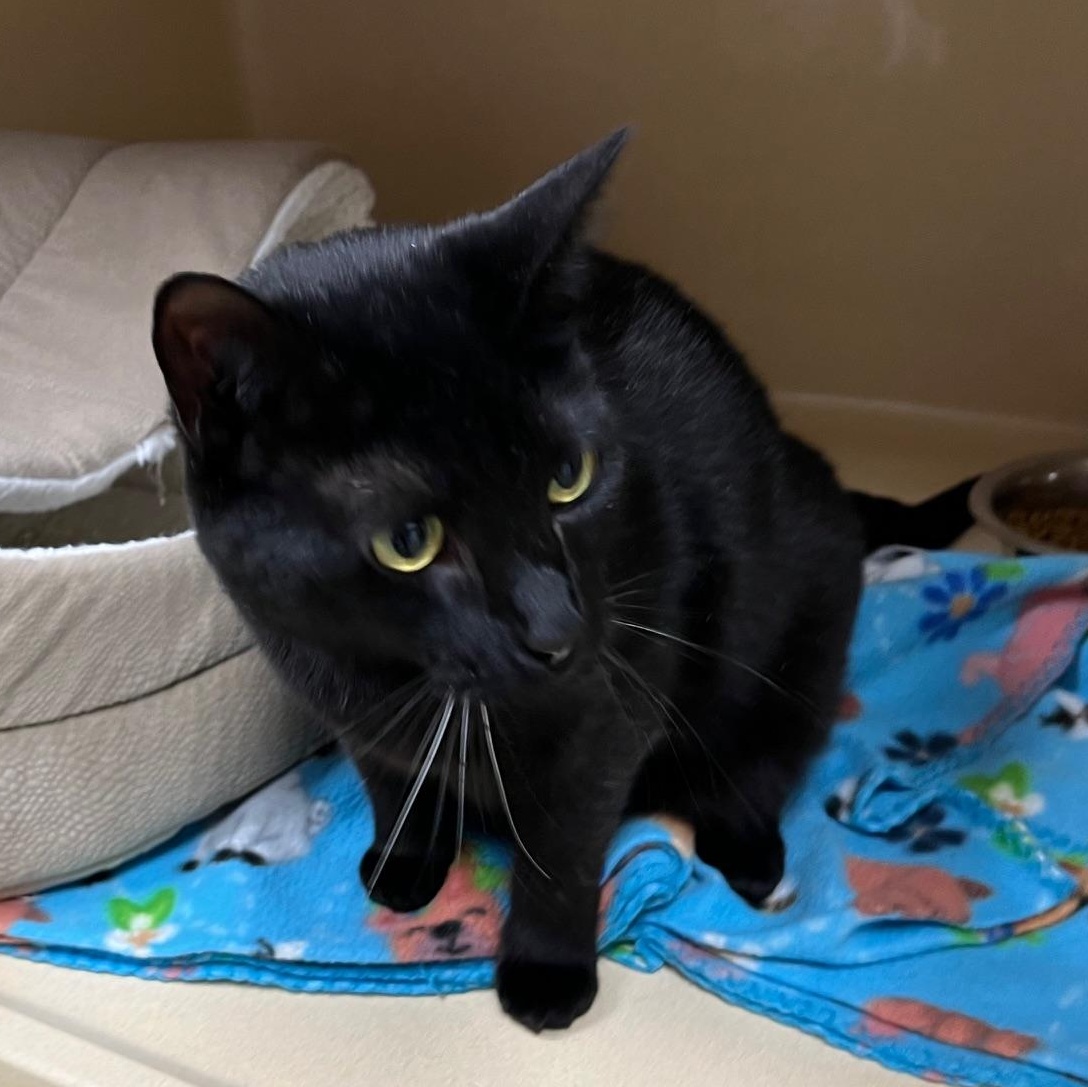 Betty Boop thumbnail 3