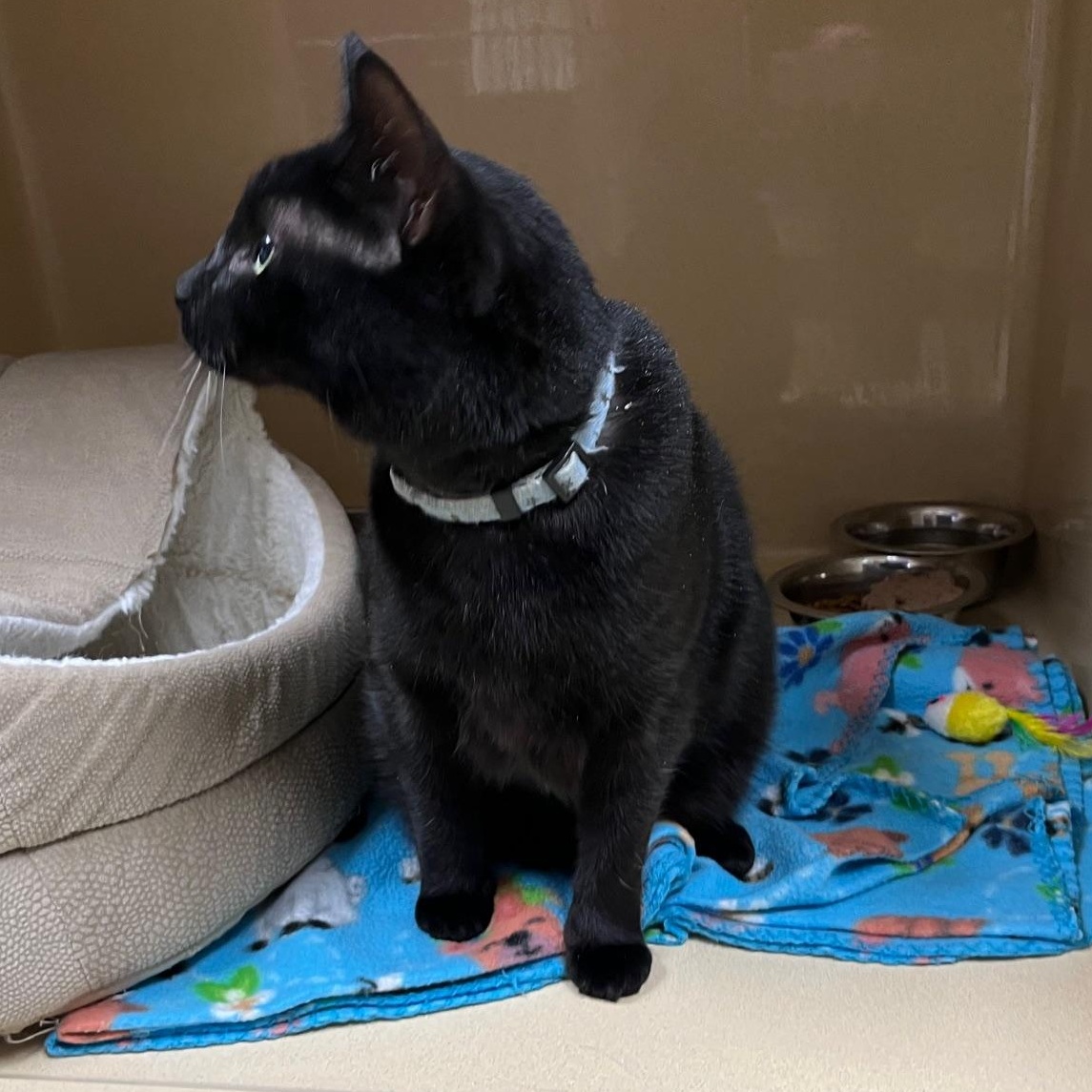 Betty Boop thumbnail 5